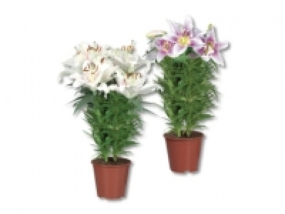 Orientalische Lilien (ab 29.8.)