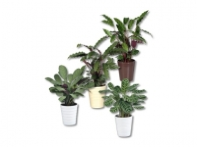 Calathea-Mix in Kermaik (ab 25.8.)