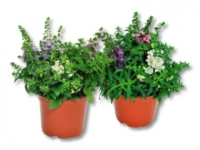 Angelonia Carneval (ab 25.8.)