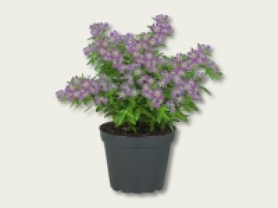 Topfmyrte (ab 1.9.) CHF 1.99