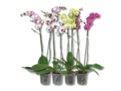 Phalaenopsis 2 Stieler (ab 25.8.)