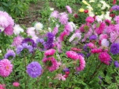 Sommeraster (ab 25.8.)