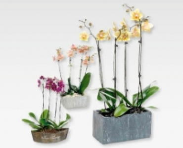 Exklusives Orchideen-Arrangement CHF 19.99