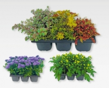 Herbstpflanzen CHF 7.99