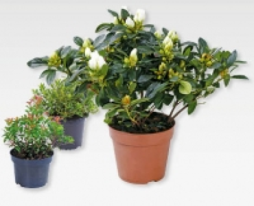 GARDENLINE&reg; Winterharte Laubgeh&ouml;lze