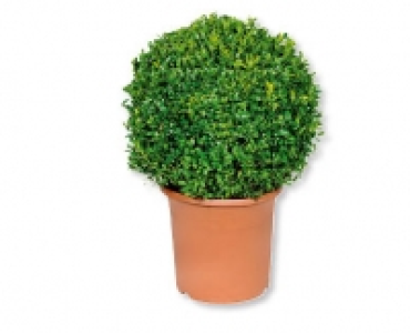 Buchsbaumkugel CHF 9.99