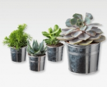 GARDENLINE&reg; Sukkulenten