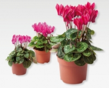 GARDENLINE&reg; Alpenveilchen (Cyclame)