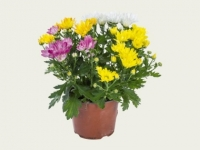 Chrysanthementrio (ab 8.9.)