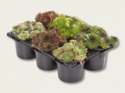 Sempervivum (ab 1.9.)