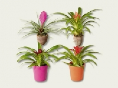 Bromelien-Turm in Keramik (ab 8.9.)