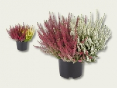 Calluna vulgaris (ab 12.9.)