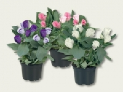 Eustoma (ab 1.9.)