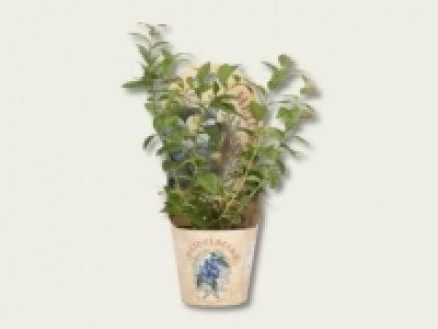 Heidelbeeren im Topf (ab 8.9.)