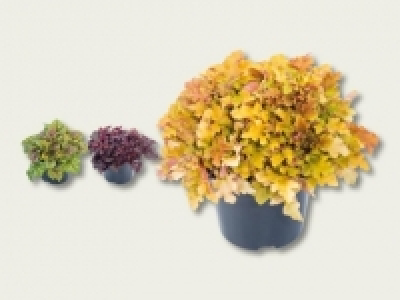 Heuchera (ab 8.9.)