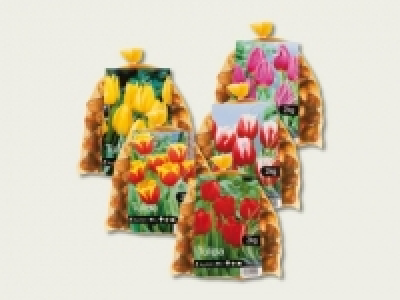 Tulpenzwiebeln (ab 5.9.)