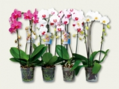 Phalaenopsis Cascade (ab 15.9.)