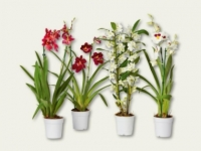 Orchideenmix (ab 15.9.)