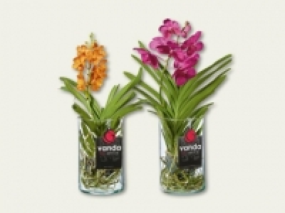 Orchideen Vanda (ab 15.9.)