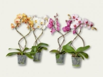 Phalaenopsis Tornado (ab 15.9.)
