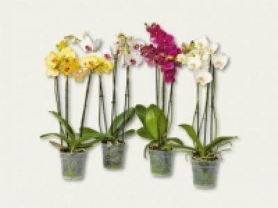 Phalaenopsis 3-Trieber (ab 15.9.)