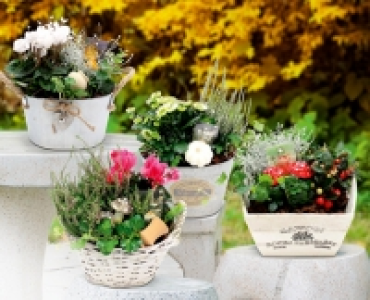 Aldi Suisse  GARDENLINE® Herbstarrangements