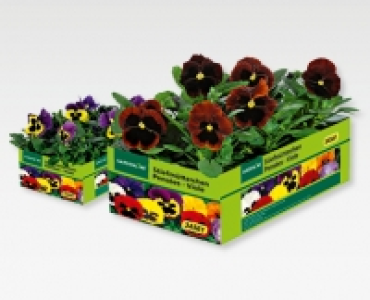 GARDENLINE&reg; Stiefmutterchen