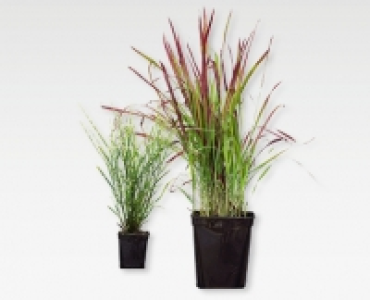 Herbstgräser-Mix CHF 7.99
