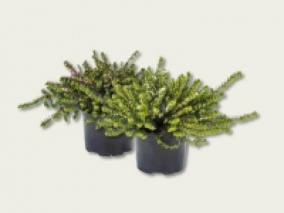 Erica darleyensis (ab 22.9.)