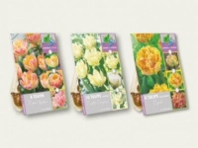 Blumenzwiebeln Mix &laquo;changing colours&raquo; (ab 19.9.) CHF&nbsp;2.99