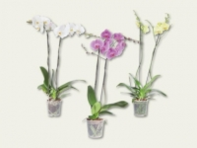 Phalaenopsis XXL (ab 15.9.) CHF&nbsp;14.99