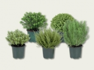 Hebepflanze (ab 22.9.)