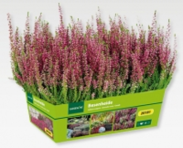 GARDENLINE&reg; Besenheide (Calluna vulgaris)