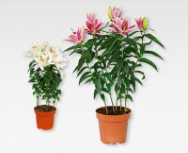 GARDENLINE® Orientalische Lilien CHF 6.89