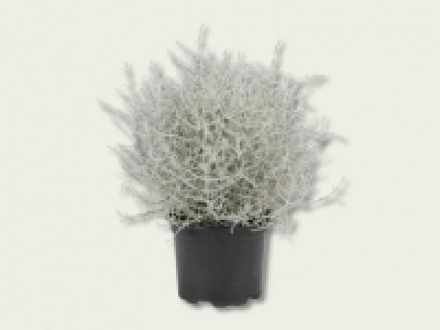 Stacheldrahtpflanze (ab 22.9.) CHF&nbsp;1.79