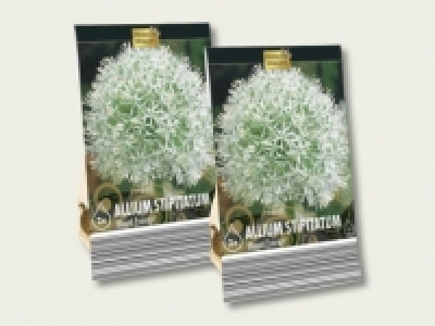 Blumenzwiebeln &laquo;Zierlauch&raquo; (ab 26.9.) CHF&nbsp;3.99