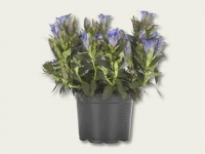 Enzian (ab 22.9.) CHF&nbsp;3.99