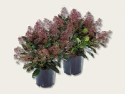 Skimmia Rubella (ab 22.9.) CHF&nbsp;6.99