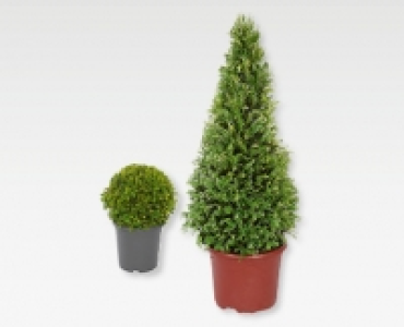 GARDENLINE&reg; Eiben-Kugel und Pyramide