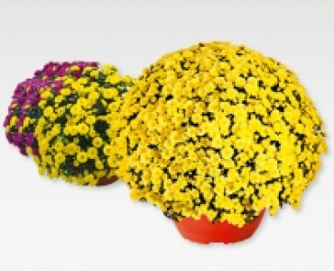 Chrysanthemen-Schale