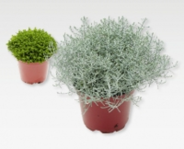 GARDENLINE&reg; Heidegarten-Mix