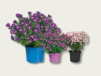 Herbstaster (ab 29.9.)