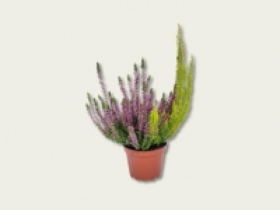 Erica Calluna Twin (ab 29.9.)