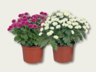 Chrysanthemen Multiflora (ab 29.9.)