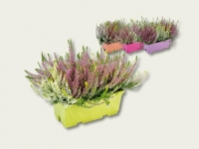 Calluna Balkonkasten (ab 29.9.)