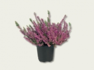 Calluna Vulgaris (ab 29.9.)
