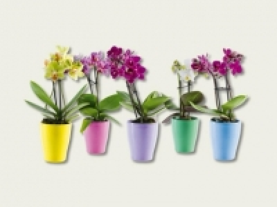 Mini Phalaenopsis in Keramik (ab 29.9.)