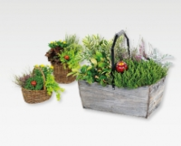 Bepflanzte Holzkiste/Weidenkorb CHF 12.99