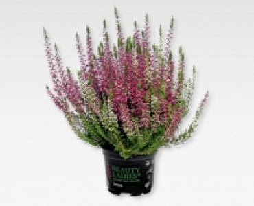 GARDENLINE® Calluna vulgaris «Beauty Sisters»