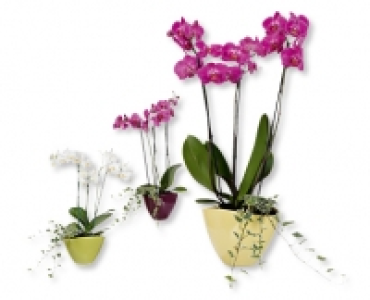 Phalaenopsis CHF 14.99